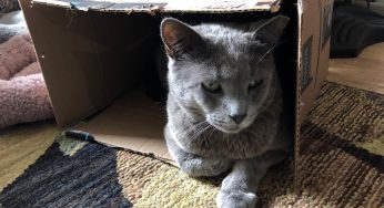 Coronavirus Can Infect Cats – Scientific American