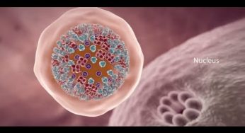 COVID-19 Animation: What Happens If You Get Coronavirus?