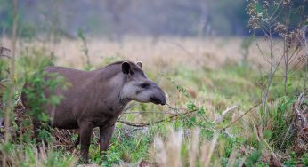 Tapirs Help Reforestation Via Defecation