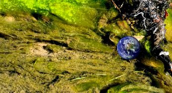 Life Inside the Extinction – Scientific American Blog Network