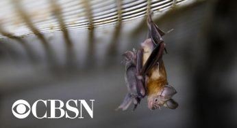 Trump administration terminates funding of coronavirus bat research in China
