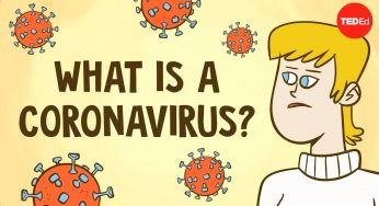 What is a coronavirus? – Elizabeth Cox